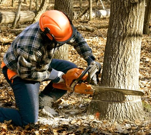 Tree Removal in North Scituate, RI
